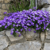 Jak pěstovat sekání? Krajina designéři a zahradníci odhalují všechna tajemství